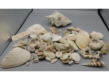 Assorted Lot Of Seashells