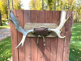 Moose Shed Antlers Mounted On Wood Plaque - #FY