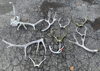 Collection Of White Tail Deer Shed Antlers - #S16-5