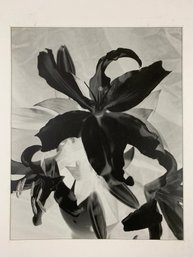 Lily Flower Black & White Photograph - #C1