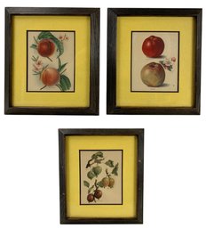 Antique Botanical / Fruit Framed Chromolithographs - #R2