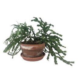 Genuine Live Potted Thanksgiving Cactus Plant - #W1