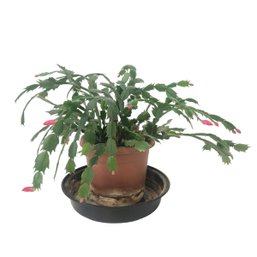 Genuine Live Potted Thanksgiving Cactus Plant - #W1