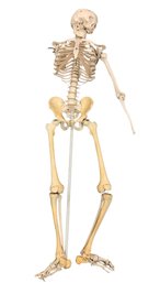 Life Size Human Skeleton Model - #BR