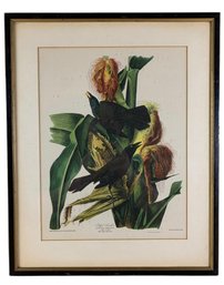 John J. Audubon 'Purple Grackle' Hand Colored Engraving By R. Havell - #BR-5