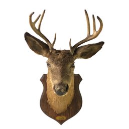 Mounted Taxidermy 8-Point Whitetail Deer Head - #LBW-W