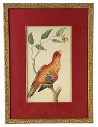 'Lory, Right Facing' Framed Art Print By Pieter De Bevere - #A10