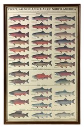 Trout, Salmon And Char Of North America Species Identification Framed Poster - #A10