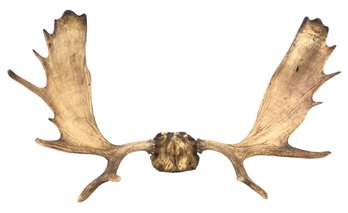 Vintage Large Moose Shed Antler Rack Taxidermy Wall Decor - #RSF