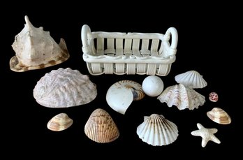 Collection Of Seashells With Ceramic Basket By Rita Poley - #S9-3