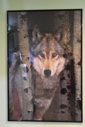 Framed Poster Of Wolf In The Woods