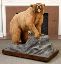 Vintage Blonde Phase Black Bear Taxidermy Mount (CTF80)