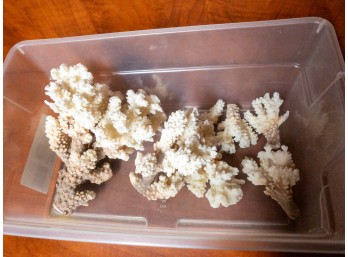 Coral Collection - Real Ocean Coral Decorations For Home, Aquarium, Crafts - Bobby Bargain's Coastal Treasures!
