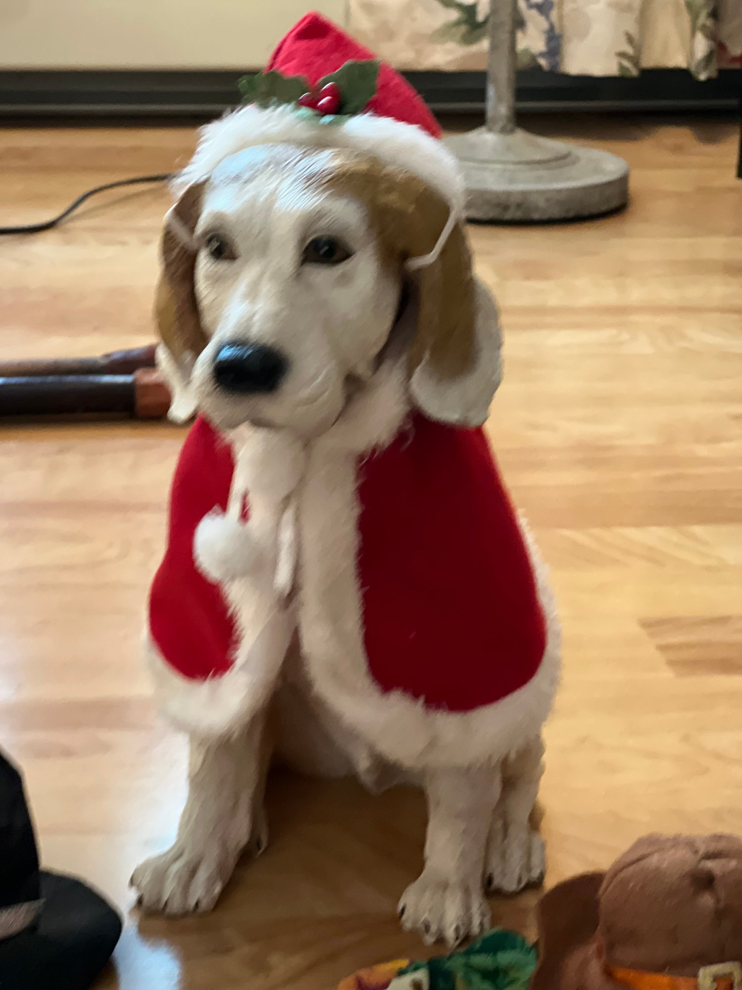 Dog Statue With Seasonal Outfits #37615 | Auctionninja.com