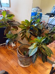 Healthy Live Plant