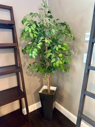 Fake Ficus