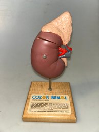Human Kidney Model