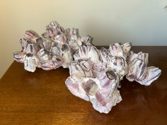 Natural Purple Barnacles