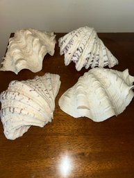 Large Clam Shells