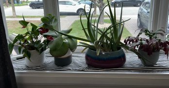 Lot Of 4 Live Plants In Decorative Ceramic Planters