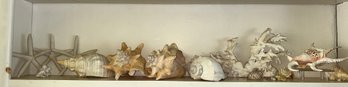 Seashell Collection