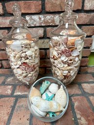 Seashell Collection