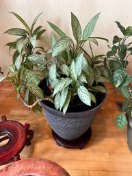 Chinese Evergreen