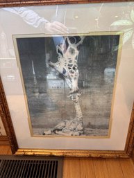 Mama And Baby Giraffes Photo