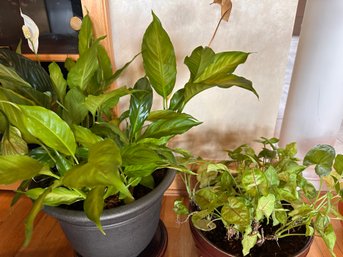 Lot Of TWO Plants. Peace Lily, Arrowhead Plant