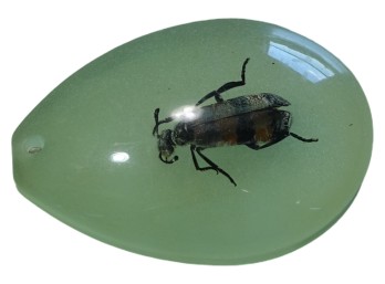 Bee In Resin Specimen