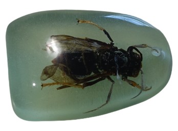 Wasp In Resin