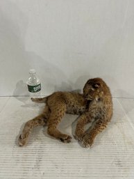 Lot 32- Taxidermy Bobcat