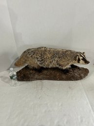 Lot 33- Taxidermy Mount Of An American Badger