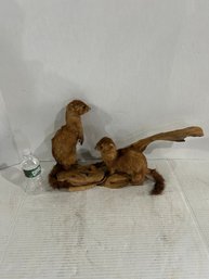 Lot 34- Taxidermy Mount Of Two Weasels On Wooden Base
