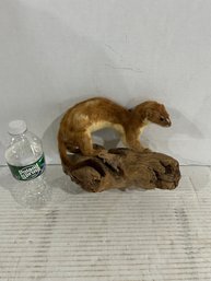 Lot 35- Stoat Weasel Mounted On Wood