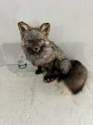 Lot 36- Taxidermy Mount Of A Silver Fox
