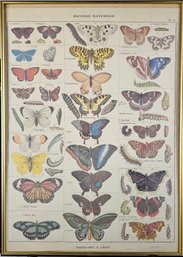 Vintage Framed Poster - Illustrations Of Butterflies
