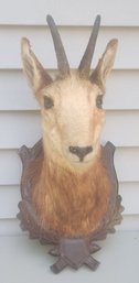 Ibex Taxidermy Walm Mkunt ( You Must Be A New Hampshire Resident To Buy This)