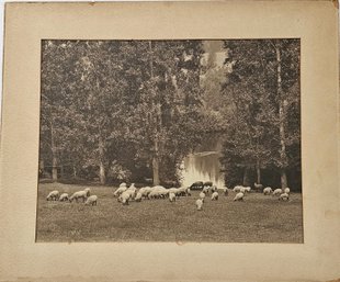 Vintage, Sepia Toned Image Of Sheep