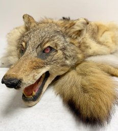 Coyote, Taxidermy Rug With Head - 53' From Snout To End Of Tail