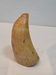 Sperm Whale Tooth