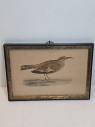 Bifasciated Lark Print