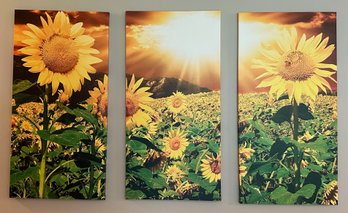 3 Sunflower Canvas Prints