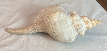 Huge Horse Conch Shell