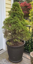 Large Potted Evergreen Tree