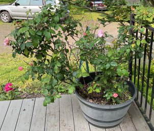 Large Potted Rose Bush
