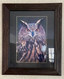 Large Framed  Photo Great Horned Owl