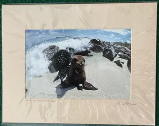 Galapagos Fur Seal Pup Photograph Signed & Numbered