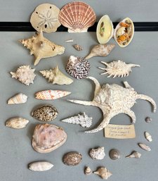 Lot Beautiful Sea Shells