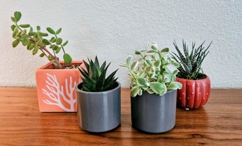 4 Very Happy Succulents In Ceramic Planters